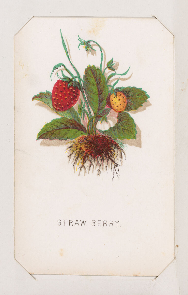 Straw Berry card from the Plant with Root series, Louis Prang &amp; Co. (Boston, Massachusetts), Lithograph 