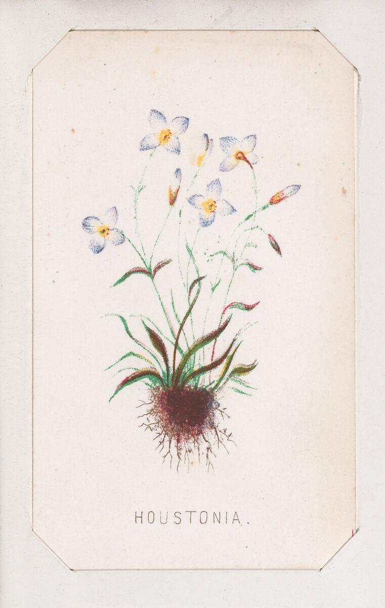 Houstonia card from the Plant with Root series, Louis Prang &amp; Co. (Boston, Massachusetts), Lithograph 