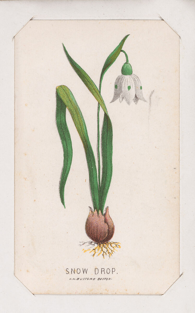 Snow Drop card from the Plant with Root series, Louis Prang &amp; Co. (Boston, Massachusetts), Lithograph 