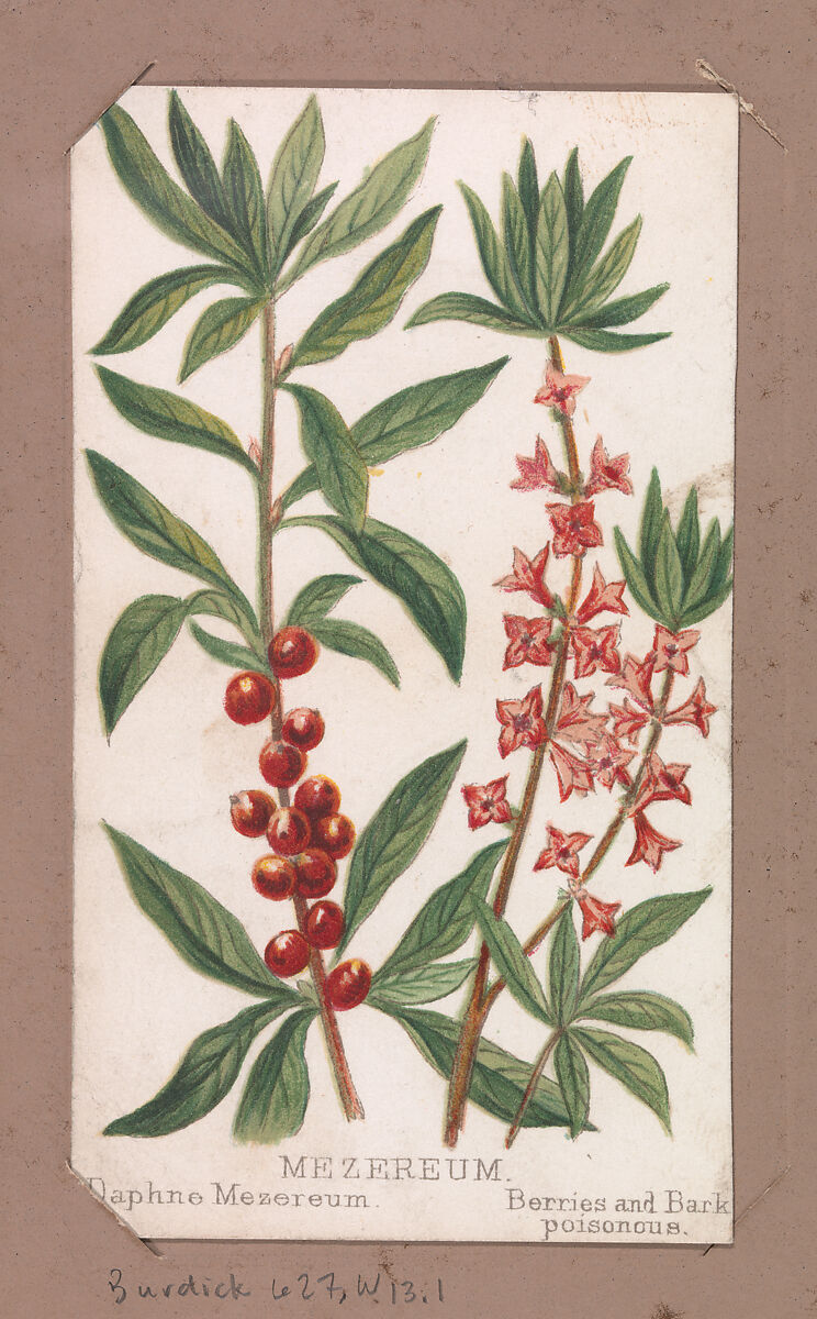 Mezereum from the Plants series, Louis Prang &amp; Co. (Boston, Massachusetts), Lithograph 