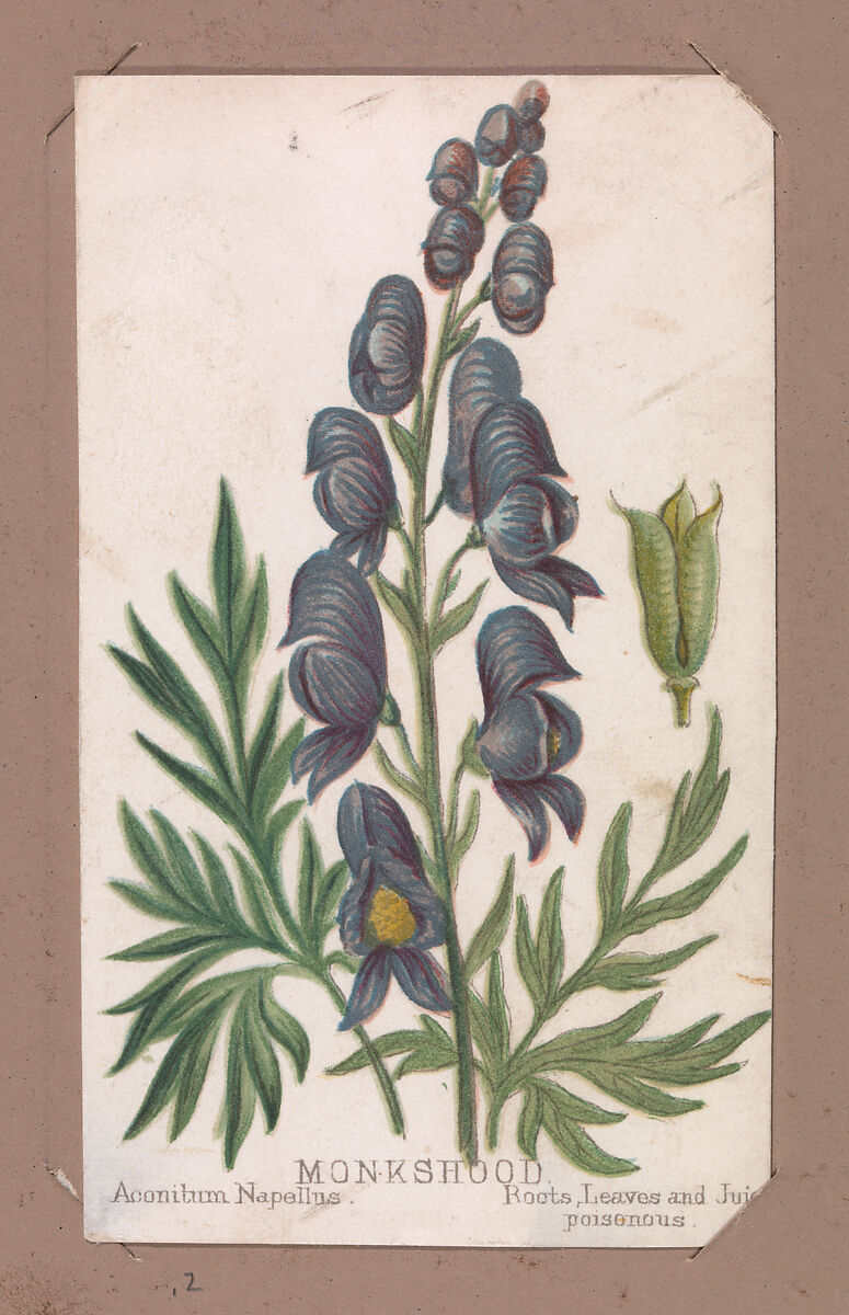 Monkshood from the Plants series, Louis Prang &amp; Co. (Boston, Massachusetts), Lithograph 