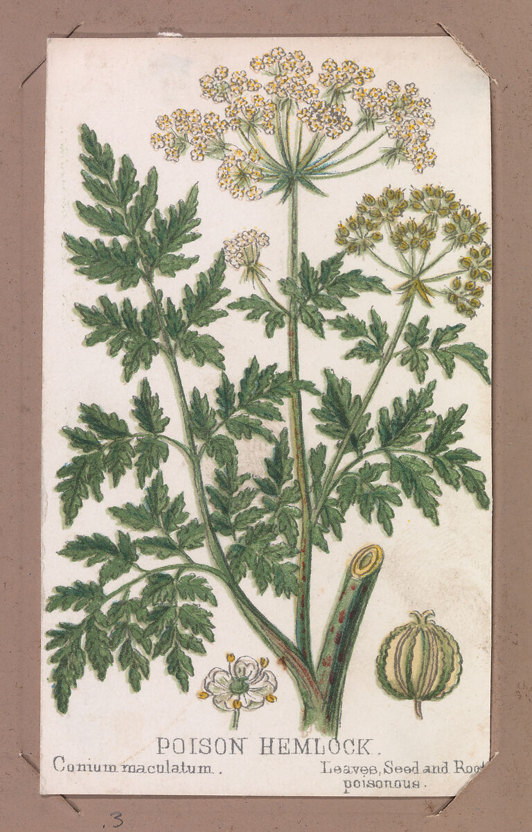 Poison Hemlock from the Plants series, Louis Prang &amp; Co. (Boston, Massachusetts), Lithograph 