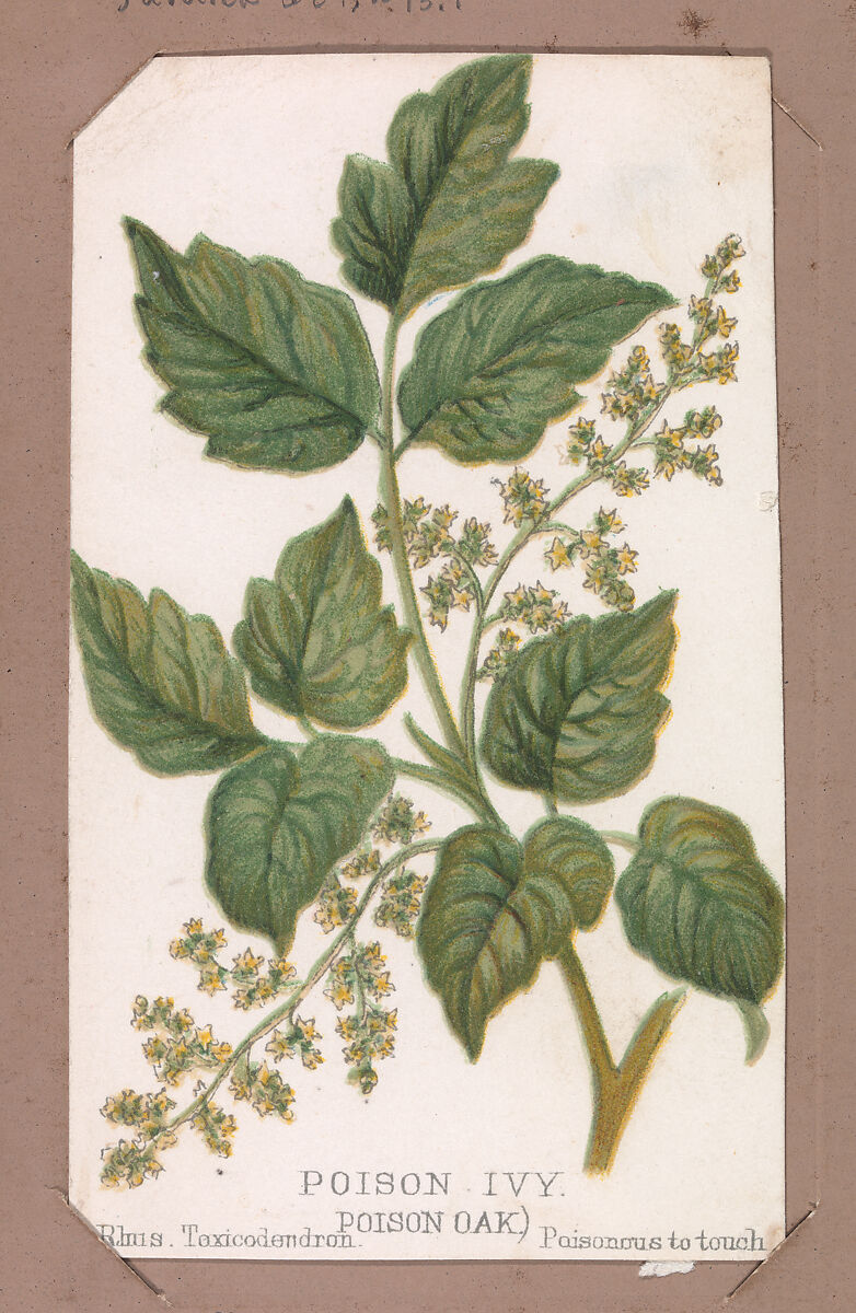 Poison Ivy from the Plants series, Louis Prang &amp; Co. (Boston, Massachusetts), Lithograph 