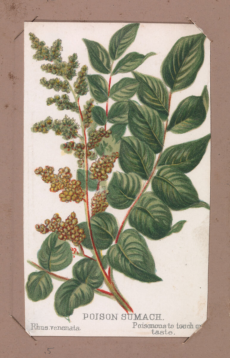 Poison Sumach from the Plants series, Louis Prang &amp; Co. (Boston, Massachusetts), Lithograph 