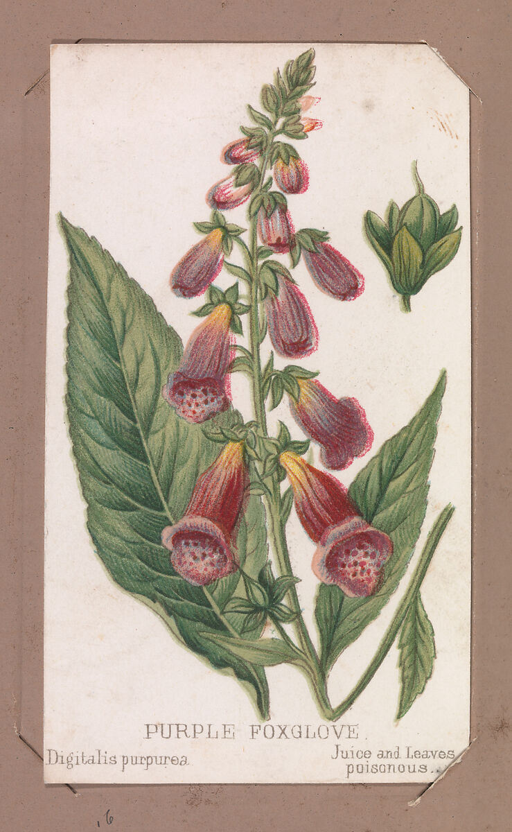 Purple Foxglove from the Plants series, Louis Prang &amp; Co. (Boston, Massachusetts), Lithograph 