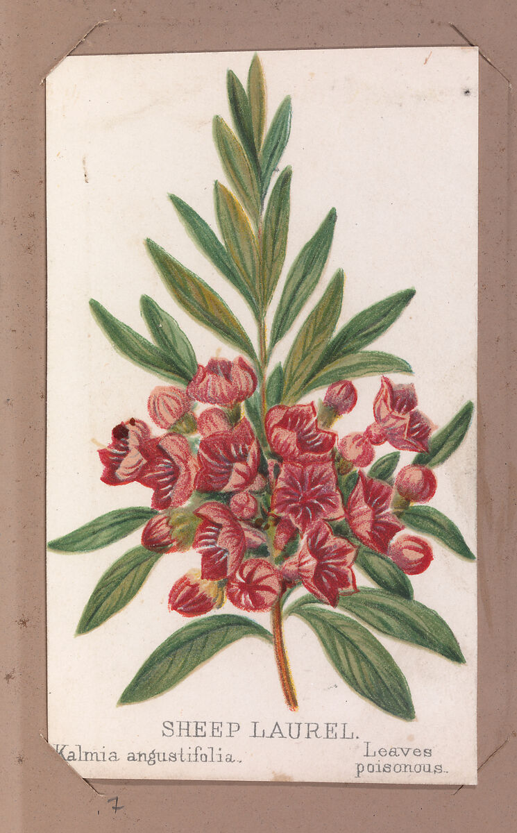 Sheep Laurel from the Plants series, Louis Prang &amp; Co. (Boston, Massachusetts), Lithograph 