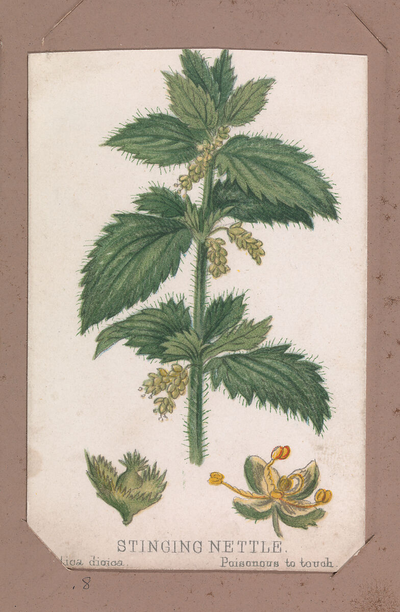 Stinging Nettle from the Plants series, Louis Prang &amp; Co. (Boston, Massachusetts), Lithograph 