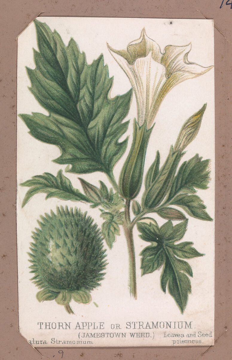 Thorn Apple or Stramonium from the Plants series, Louis Prang &amp; Co. (Boston, Massachusetts), Lithograph 