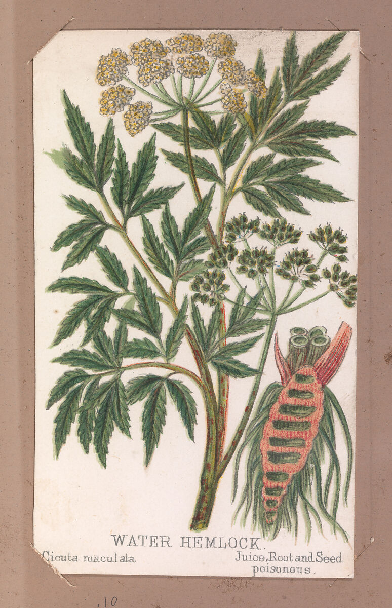 Water Hemlock from the Plants series, Louis Prang &amp; Co. (Boston, Massachusetts), Lithograph 