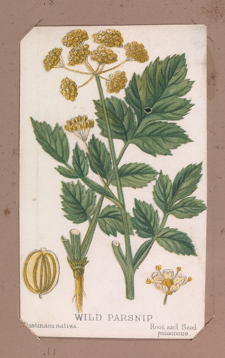 Wild Parsnip from the Plants series, Louis Prang &amp; Co. (Boston, Massachusetts), Lithograph 