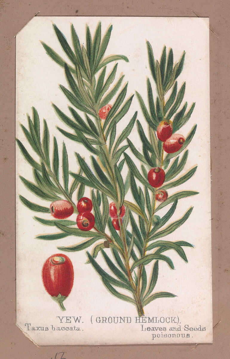 Yew (Ground Hemlock) from the Plants series, Louis Prang &amp; Co. (Boston, Massachusetts), Lithograph 