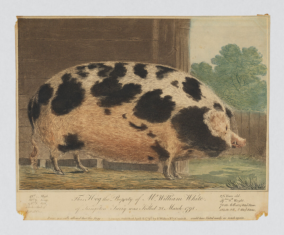 This Hog the Property of Mr. William White of Kingston, Surrey..., Anonymous, British, 18th century, Hand-colored etching and aquatint 
