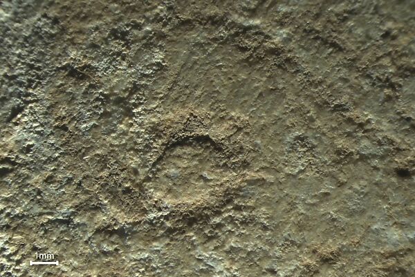 Marble head of a figure, Marble, Cycladic