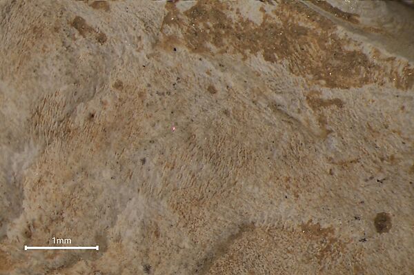 Fossilized sea sponge head of a figure, Fossilized sea sponge, Cycladic