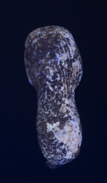 Fossilized sea sponge head of a figure, Fossilized sea sponge, Cycladic