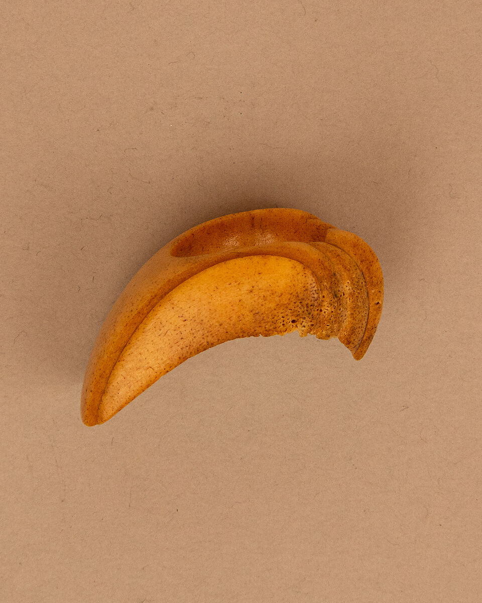 Archer's Thumb Ring, Walrus ivory