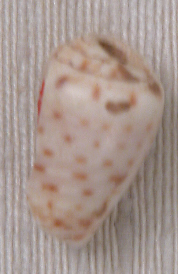 Bead, Shell