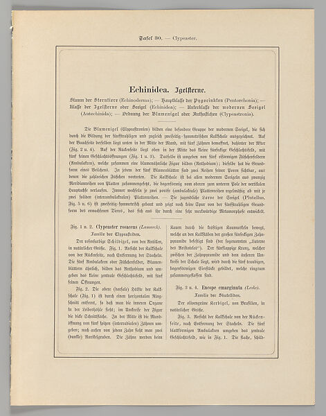 Ernst Haeckel, "Echinidea. — Igelsterne," Kunstformen der Natur (Leipzig and Vienna: Verlag des Bibliographischen Instituts, 1904), Lithograph