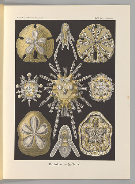 Ernst Haeckel, "Echinidea. — Igelsterne," Kunstformen der Natur (Leipzig and Vienna: Verlag des Bibliographischen Instituts, 1904), Lithograph 