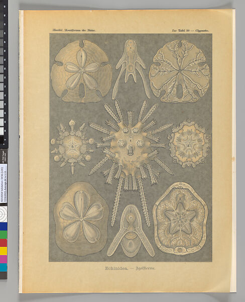 Ernst Haeckel, "Echinidea. — Igelsterne," Kunstformen der Natur (Leipzig and Vienna: Verlag des Bibliographischen Instituts, 1904), Lithograph