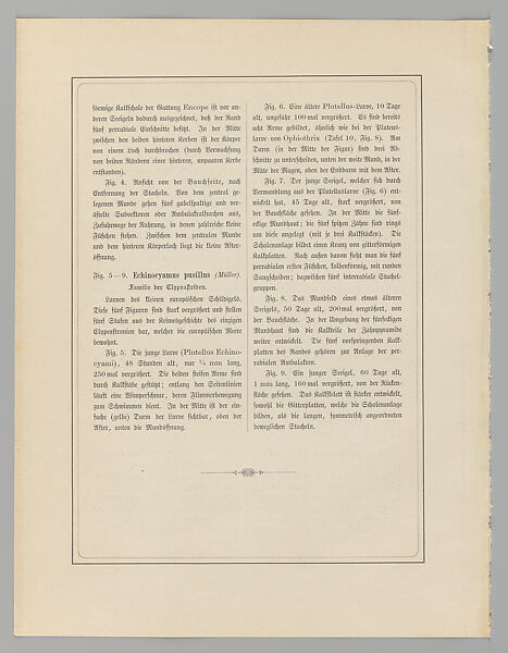 Ernst Haeckel, "Echinidea. — Igelsterne," Kunstformen der Natur (Leipzig and Vienna: Verlag des Bibliographischen Instituts, 1904), Lithograph