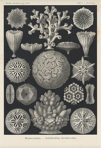 Ernst Haeckel, "Hexacoralla. — Sechsstrahlige Sternkorallen," Kunstformen der Natur (Leipzig and Vienna: Verlag des Bibliographischen Instituts, 1904), Lithograph 