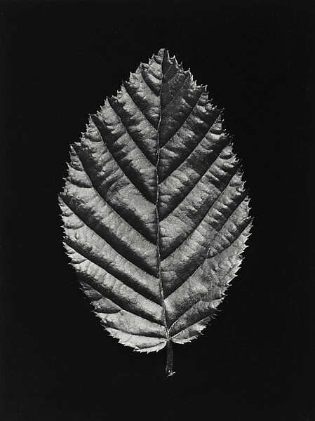 [Mountain Elm Leaf], Hilla Becher (German, 1934–2015), Gelatin silver print 
