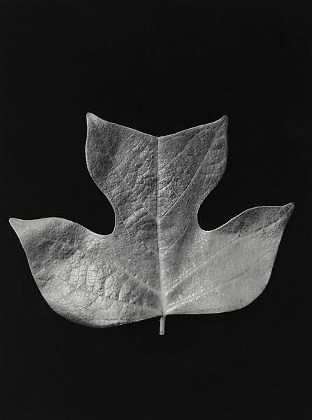 [Tulip Tree Leaf], Hilla Becher (German, 1934–2015), Gelatin silver print 