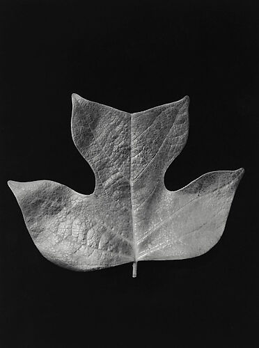 [Tulip Tree Leaf]