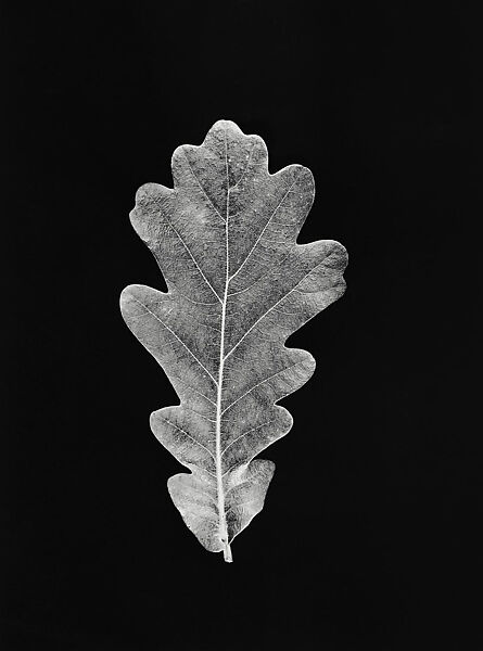 [Oak Leaf], Hilla Becher  German, Gelatin silver print