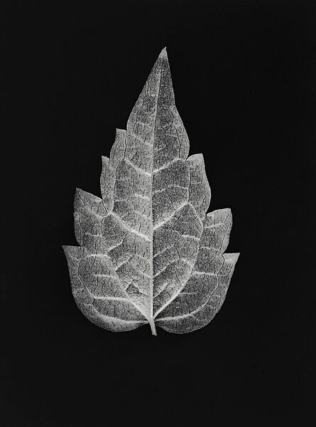 [Box Elder Leaf], Hilla Becher (German, 1934–2015), Gelatin silver print 