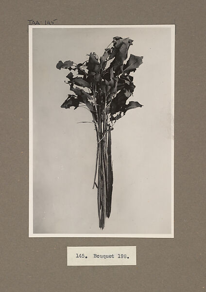 Plant Bouquet, Harry Burton (British (1879–1940)), Gelatin silver print from glass negative 