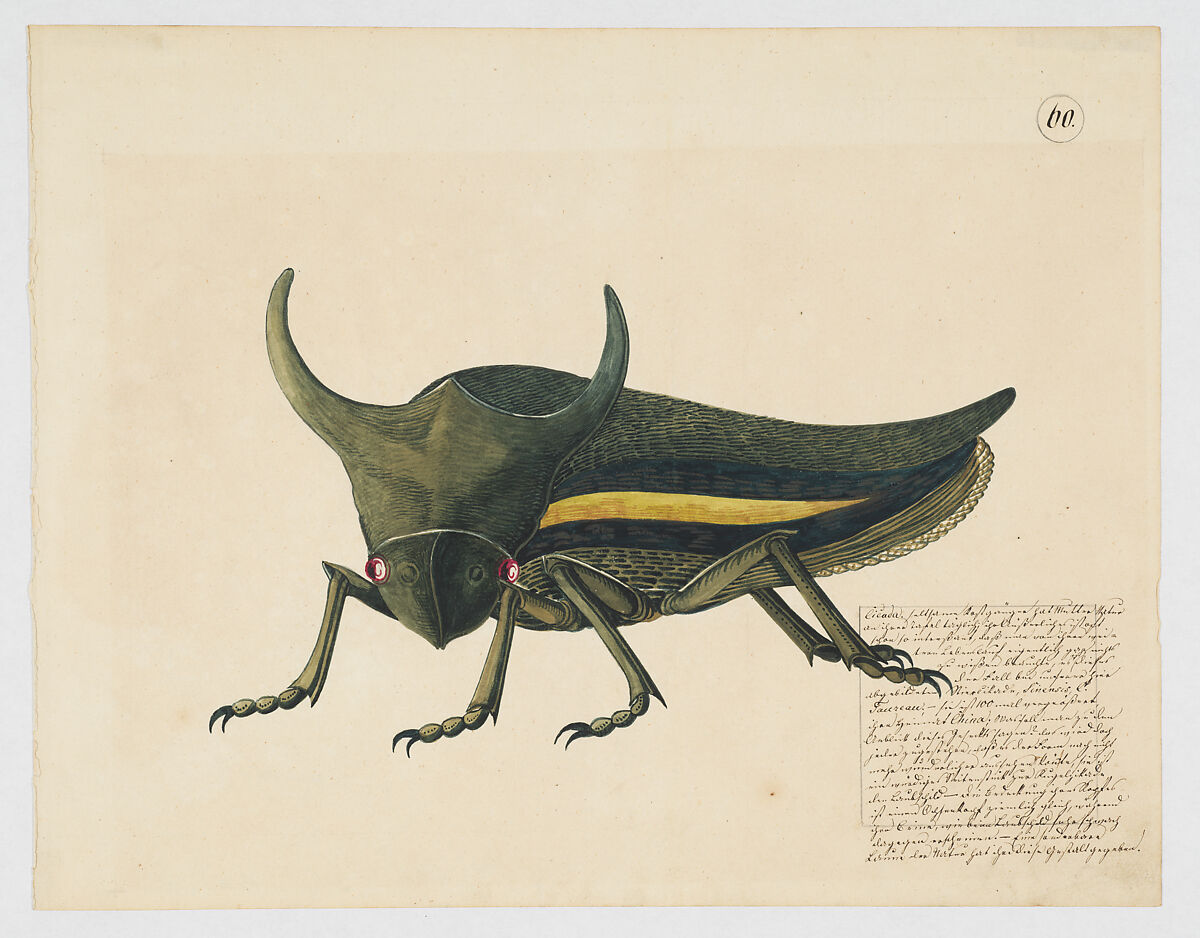 Fanciful depiction of a cicada, Anonymous, German, 19th century, Opaque and transparent watercolor, graphite, and pen and dark brown ink on off-white laid paper 