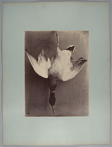 [Still life of fowl, duck with light feathers]