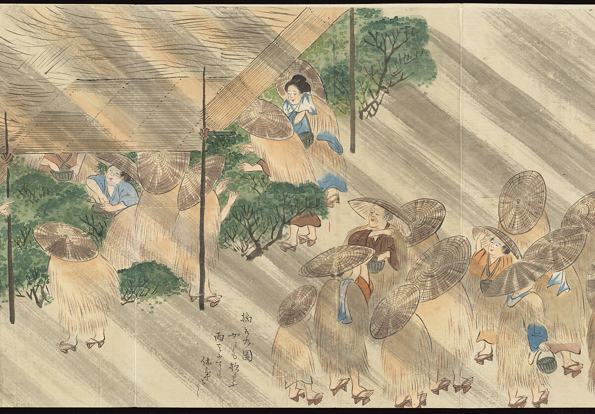 Illustrations of Uji Tea Production, Painting by Saitō Motonari (Japanese, active ca. 1800), Handscroll of thirty-two sheets reformatted as a folding album (orihon), Japan
