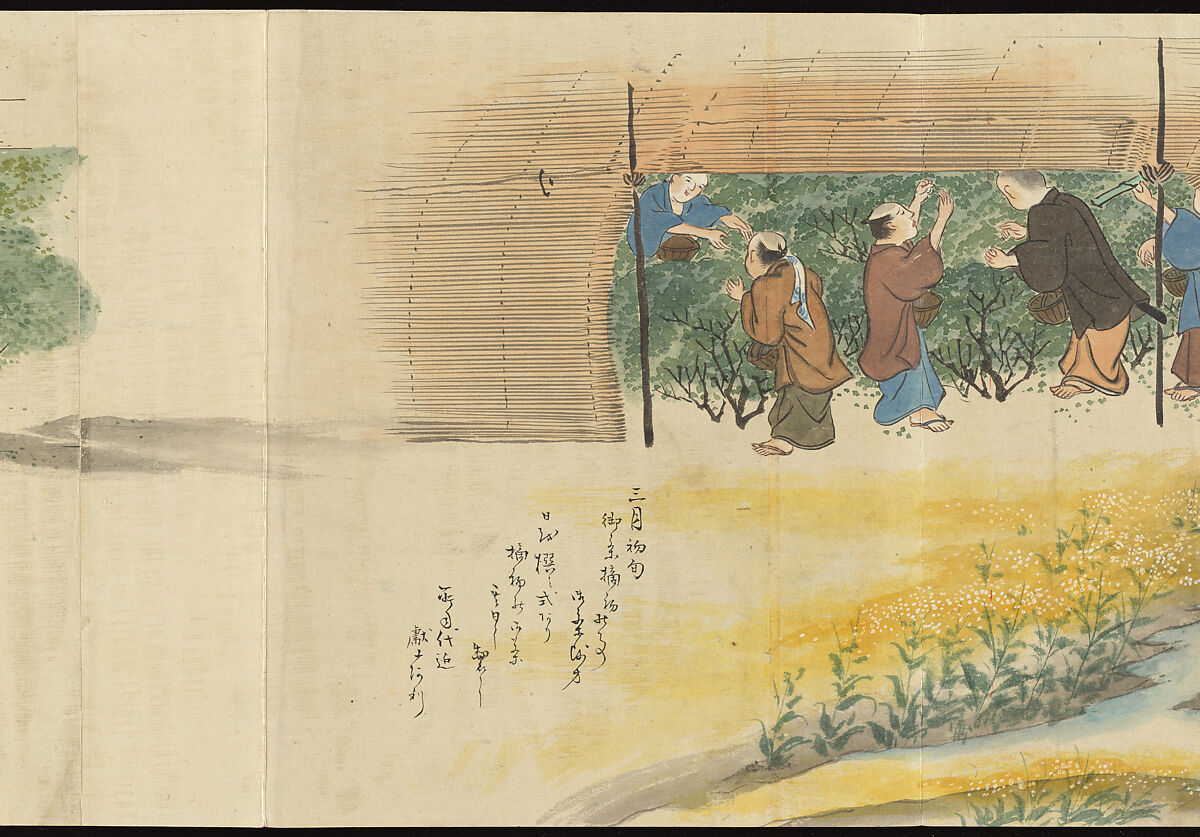 Illustrations of Uji Tea Production, Painting by Saitō Motonari (Japanese, active ca. 1800), Handscroll of thirty-two sheets reformatted as a folding album (orihon), Japan