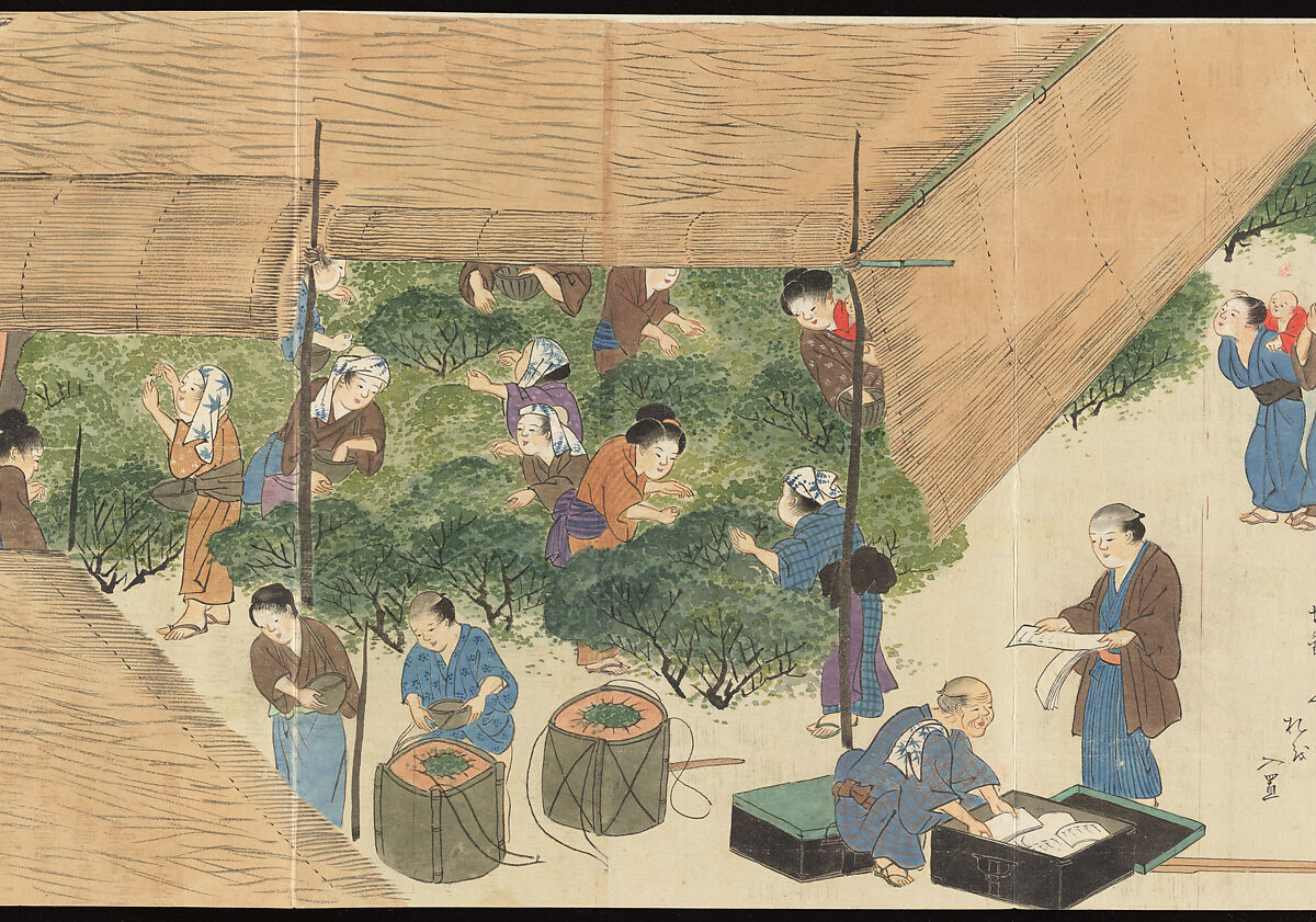 Illustrations of Uji Tea Production, Painting by Saitō Motonari (Japanese, active ca. 1800), Handscroll of thirty-two sheets reformatted as a folding album (orihon), Japan 