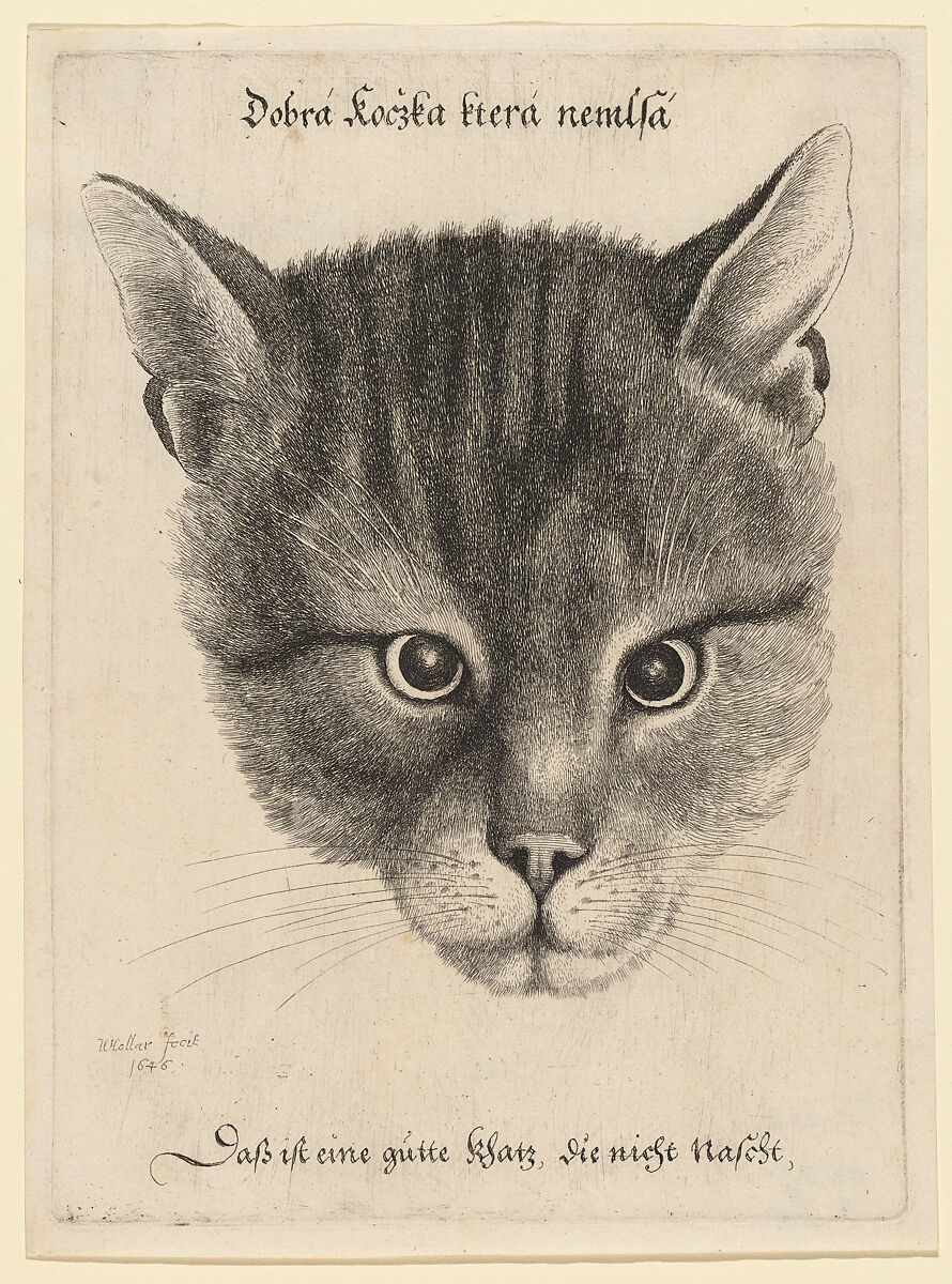 Head of a Cat (Middle Size), Wenceslaus Hollar (Bohemian, Prague 1607–1677 London), Etching, only state 