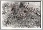 Nest no. 3, Zoe Leonard  American, Gelatin silver print