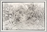Nest no. 4, Zoe Leonard  American, Gelatin silver print
