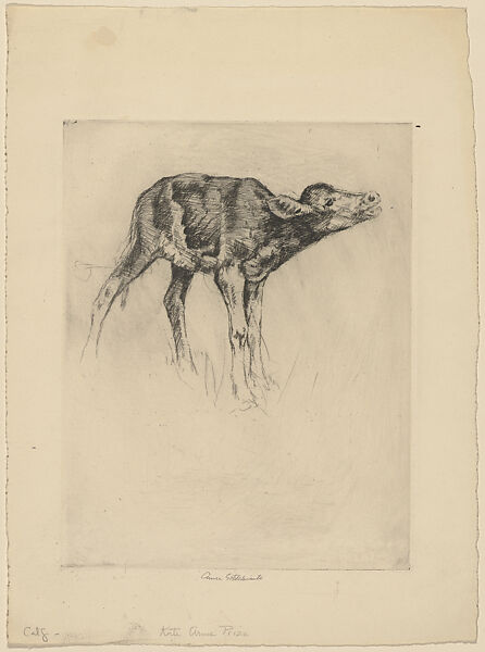 Calf, Anne Goldthwaite (American, Montgomery, Alabama 1869–1944 New York), Etching 