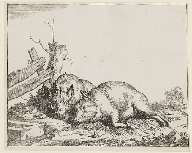 Two Sleeping Pigs, from 