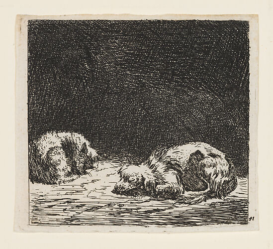 The Dog and the Cat
