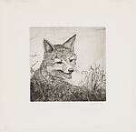 Gray Fox