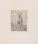 Fall (A Stag)