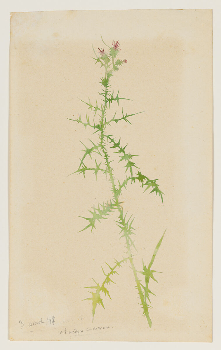 Common Thistle (Chardon Commun), George Sand (French, Paris 1804–1876 Nohant), Watercolor and collage 