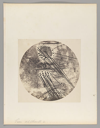 Peau de la chenille [Caterpillar Skin]