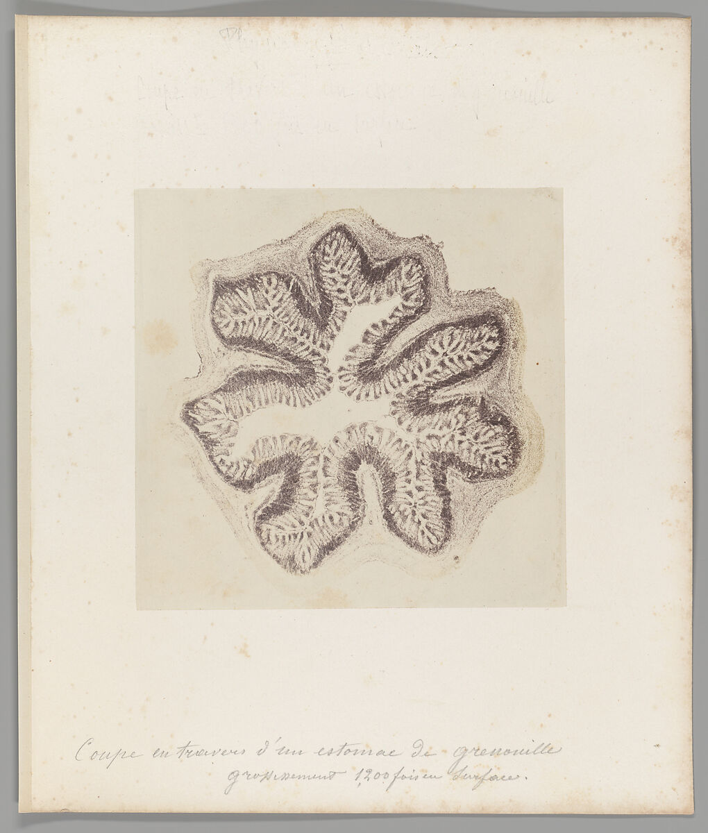 [Untitled], Auguste-Adolphe Bertsch (French, 1813–1871), Salted paper print 