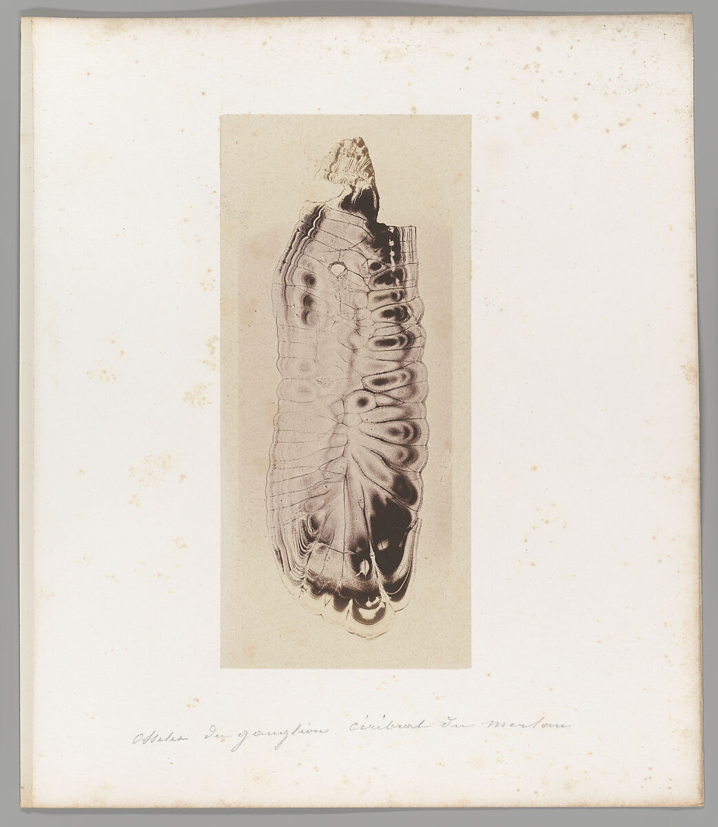[Untitled], Auguste-Adolphe Bertsch (French, 1813–1871), Salted paper print
