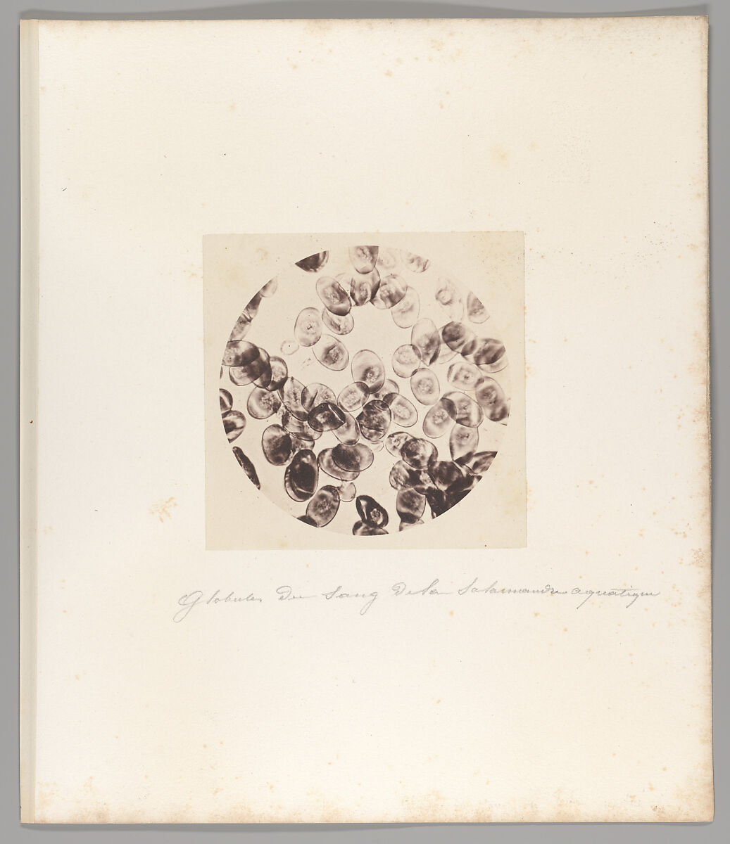 [Untitled], Auguste-Adolphe Bertsch (French, 1813–1871), Salted paper print 